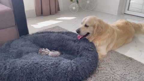 Golden Retriever Is Shocked by a Kitten occupying his bed!