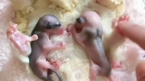 Female Mouse and small baby mouth