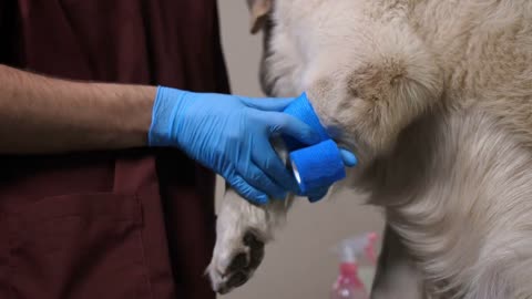 vet doctor applying bandage to retriever dog's paw at animal healthcare clinic