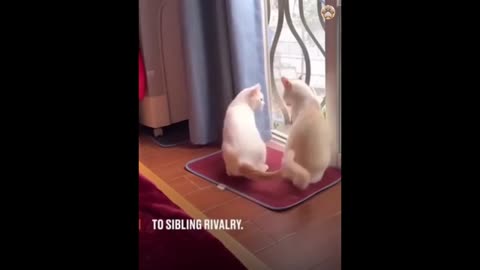 Best funny animal video 2023#animal cat and dog