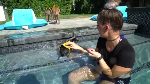 How to teach dog to swim easily