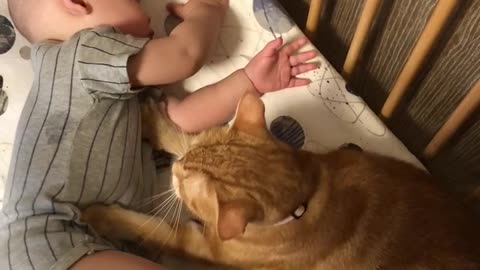 Cute Kitty Massages Baby's Belly