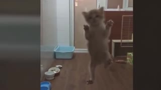 CAT CLIMBING DOOR