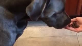 Poor Doggo Feels Tricked