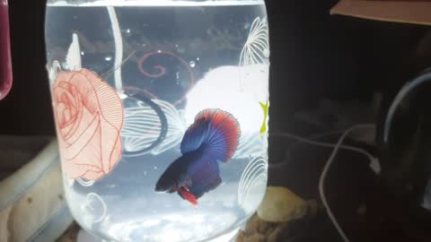 Betta fish ( fighter fish ) half moon , blue and red