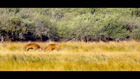 Nature in Denmark, Oksbøl ( Deer fight )