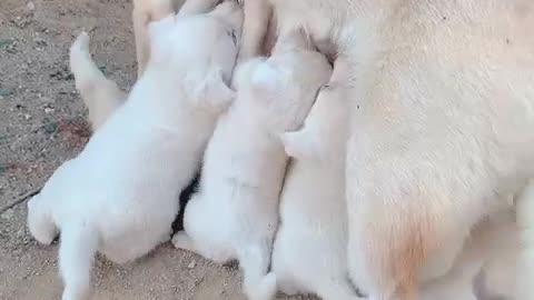 A baby Jindo dog that's breastfeeding.