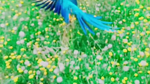 macaw#slowmo