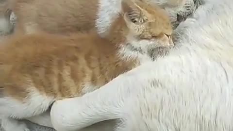 Funny cat | dog feeding the kitty funny video