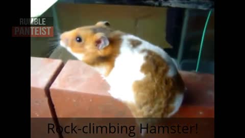 Funny Hamster Swimming 💕
