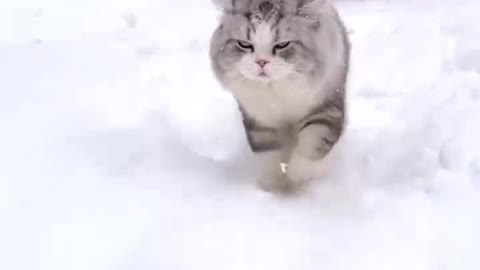 Kittens walking in the snow!