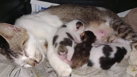 Mother cats love when breastfeeding kittens l kitten l baby cat