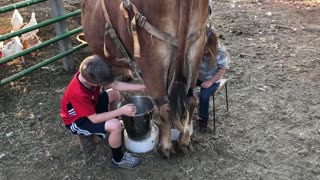 Kids Tag-Team Milking a Cow
