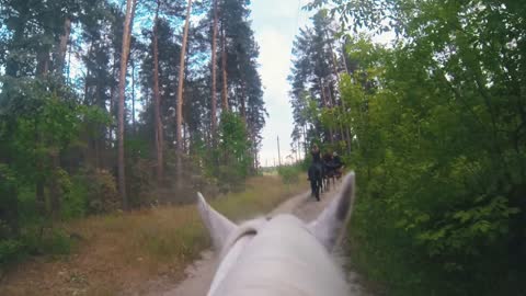 White horse riding at the pathway in forest