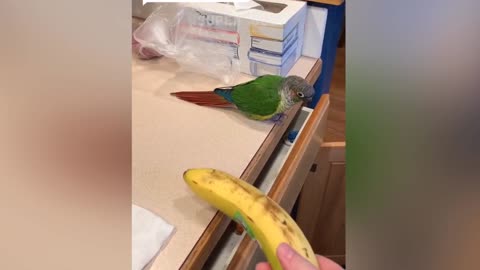 Smart And Funny Parrot Talking Videos Compilation