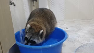 Raccoon's Summer Vacation