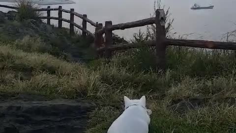 The back of a cute cat after a bird.