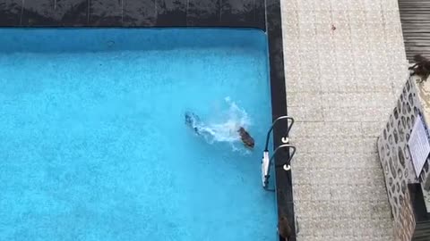 Monkey Antics in the Pool