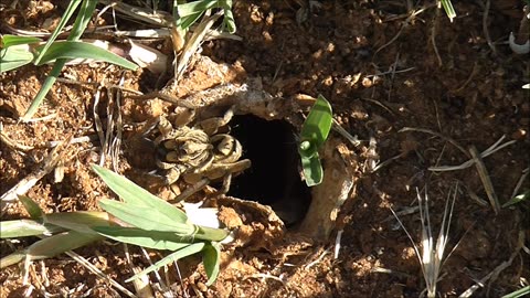 Wolf Spider Enjoys The Morning Sun