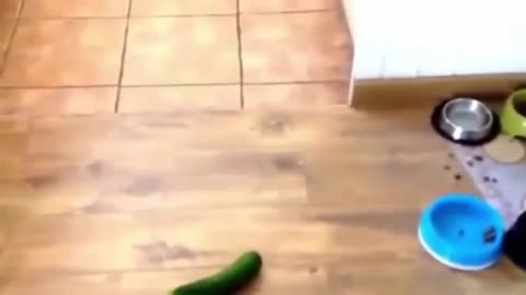 Watch these cats getting scared from cucumbers