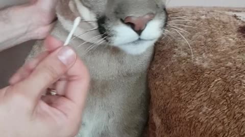 Clean the ears of a Puma