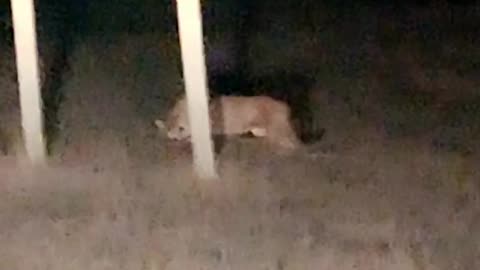 Montana Motorist Observes A Mountain Lion Having a Roadside Meal