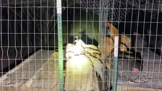 Night Check up ! Chickens, goats and peacocks
