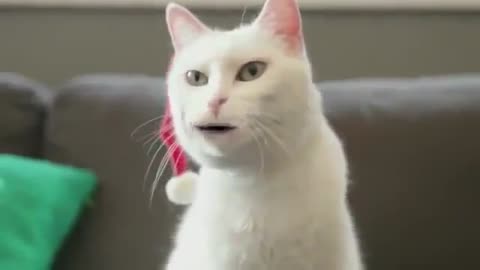 Funny Videos Very bestt funny cat video.