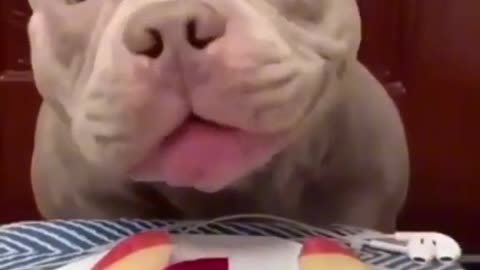See the cute pitbull 😍😍