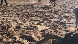 Two Dogy Playing On the Beach