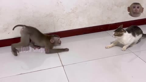 Monkey and Cat Fight | Funny Fight video|