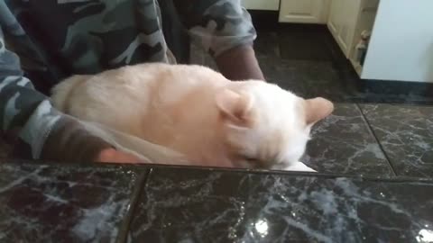 Cat Gives Up On Life!