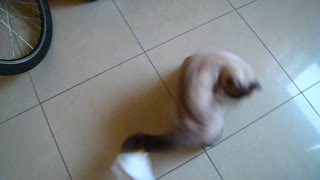 Cat chasing its tail