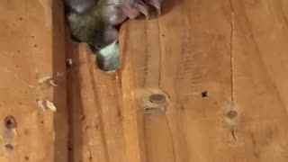 Possum Won't Stop Chewing Wall