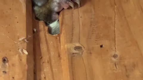 Possum Won't Stop Chewing Wall