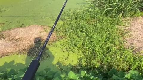 Amazing Rural Fishing Video 🐟 Best Asian Fishing Technique🐟