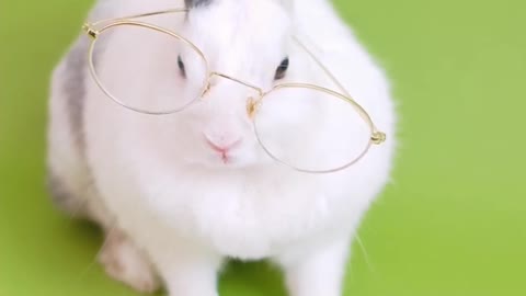 Rabbit funny video