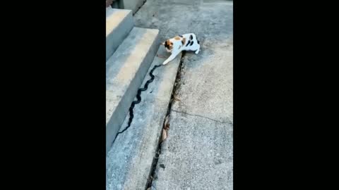 Dog vs snake