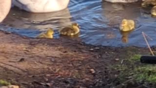 Goslings' First Swim