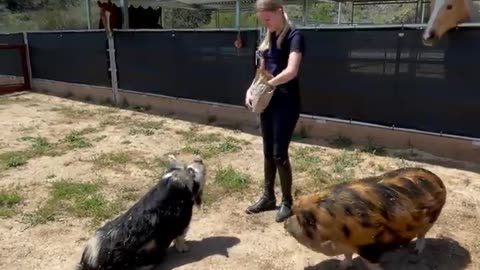 Funny Animal Videos. Feeding Pigs Are Cute!