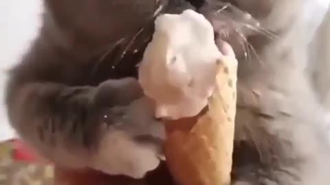 A cute cat enjoys eating ice cream