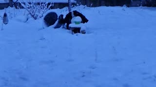 Dogs having fun in the snow