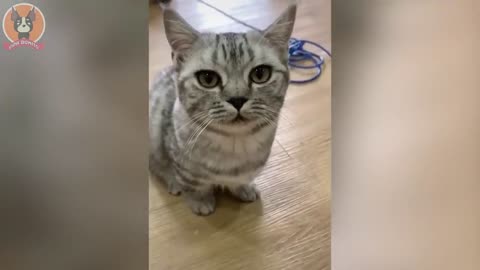 Animais entertainment 2022 - funniest cutest cats-dog's video