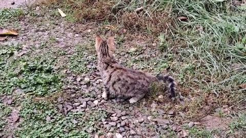 Cute kitten walking in the yard in rainy weather.