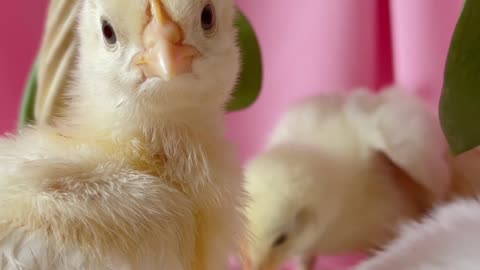 chicks-and-rabbit-in-a-basket