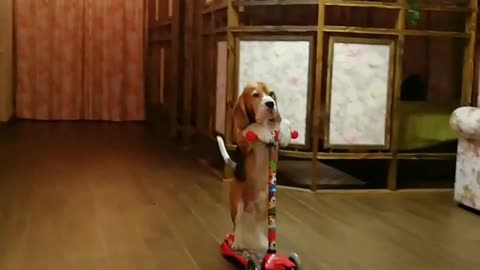 Clever Beagle Riding A Scooter