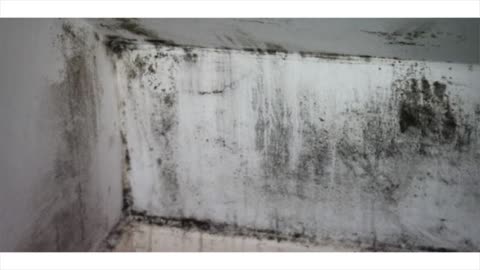 Call Us Today For Mold Removal Miami - We'll Save Your Home From Mold