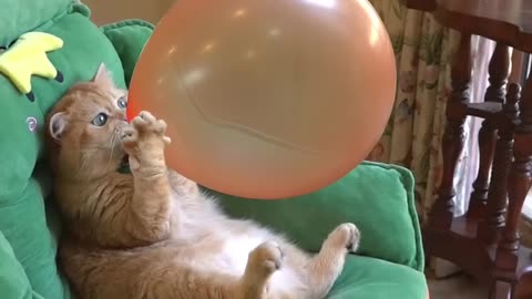 Boom,Scared me! #exlittlebeans #funny_cats #cat #funny_videos