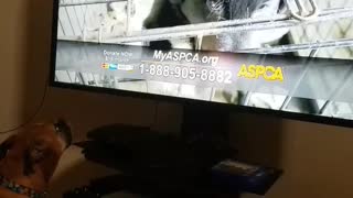 Dog whimpers while watching aspca commercial