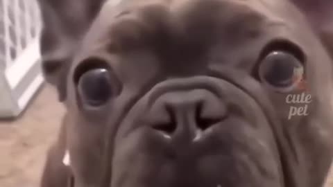 Funny Animal Video Ever seen 🤣